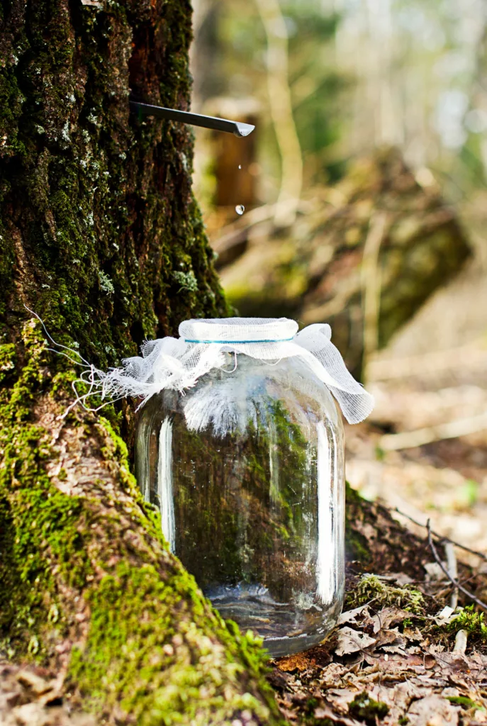 Birch sap being collected in the forest with metal straw and glass jar.